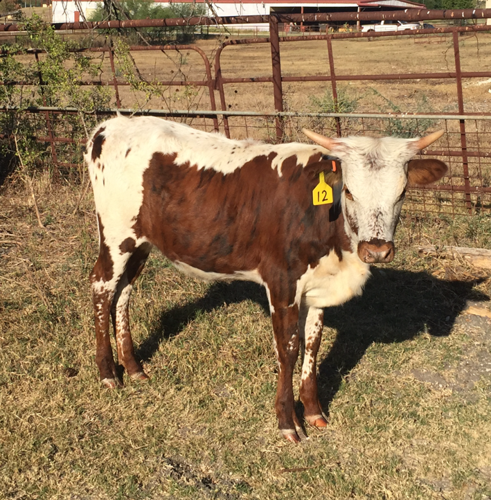 photogallery/img/longhorns/Miss%20beautiful%20Buzz.png 