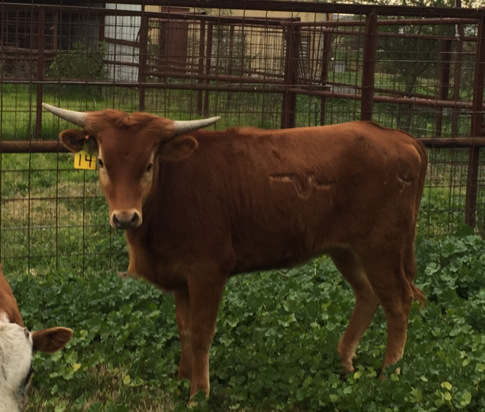 photogallery/img/longhorns/Pretty%20Penny.png